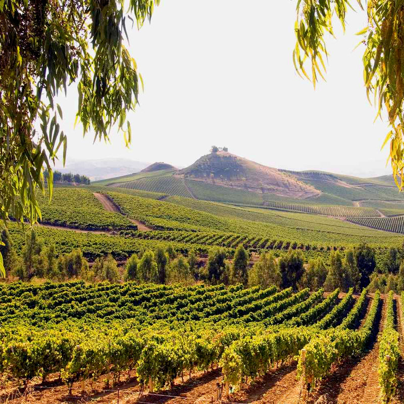 Sicilian Harvest Cooking Class | Thurs Oct 30